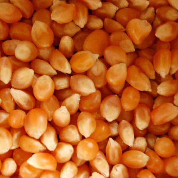 Saco Milho Pipocas 5kg